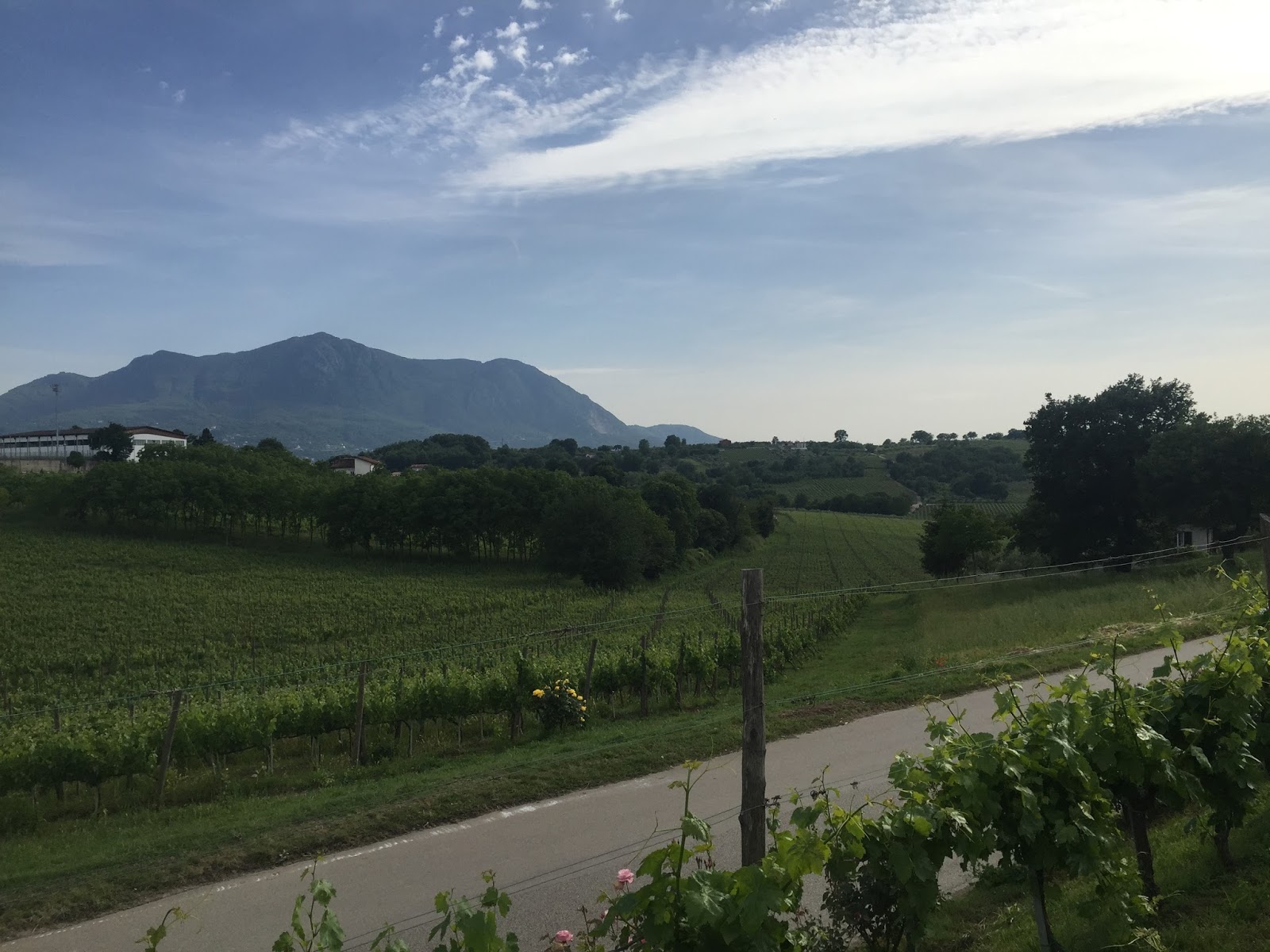 The Campania Wine Region Climate Major Grapes And Four Docgs Dr Liz Thach Mw